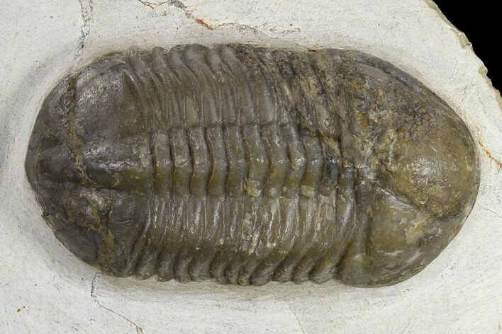 Bargain, Struveaspis Trilobite - Jorf, Morocco #119628